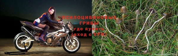 сатива Алзамай